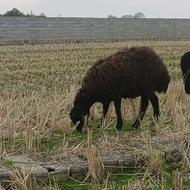 میش همو درجه یک گوسفند