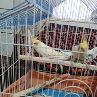 عروس هلندی 4عدد