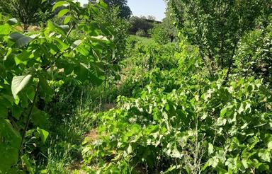 پونصد متر زمین کشاورزی دربهترین منطقه