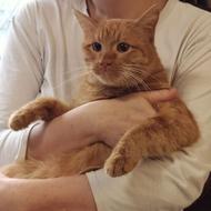 واگذاری گربه مهربان یک ساله با شناسنامه و عقیم شده