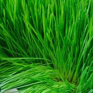 علوفه سبز و تازه مناسب دام