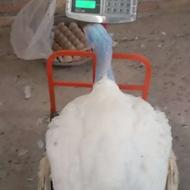 بوقلمون گوشتی اورگانیک