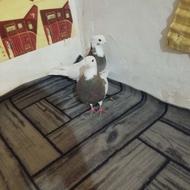 یک جفت طوقی واکسن زذه