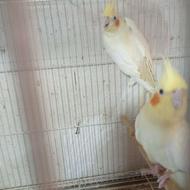 جفت عروس هلندی بالغ تک خال