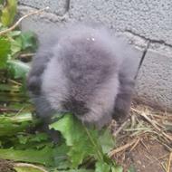 خرگوش لپی 6عدد