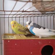 یک جفت مرغ عشق اصل همراه با وسایل بدون قفس