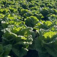 کاهو رسیده وزن بالای یک کیلو نیم تازه