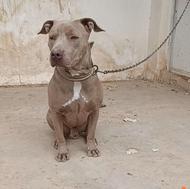 واگذاری پیت بول نر دو ساله آموزش دیده