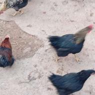 با سلام تعداد 3عدد خروس نژاد بلک استار بالغ 9ماهه