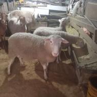 فروش گوسفند رومن آبستن سنگین