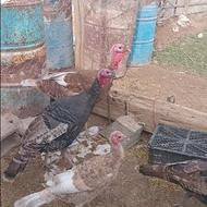 بوقلمون 8 کیلو ب بالا