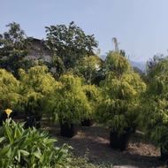 سرو اشکی یا اشک