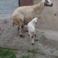 گوسفند ورمار 2شکم اس وسنگین