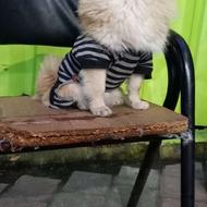 پامر روباهی ماده2ساله فول آموزش دیده واگزاری