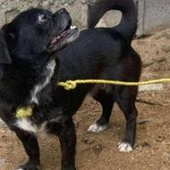 واگذاری سگ نر میکس پیکنیز و