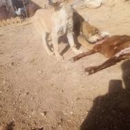 واگذاری توله سگ ماده