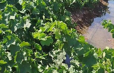 فروش باغ انگور 3000 متر