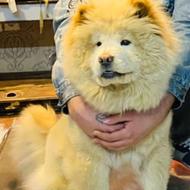 واگذاری سگ چاو چاو chow_chow.sari