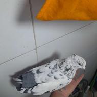 یه جفت کبوتر کفتر