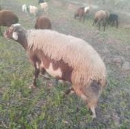 گوسفند نر تخمی افشاری بالای 110 کیلو