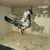 کبوتر پلاکی جفت پلاک