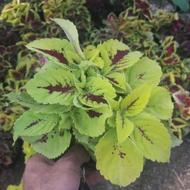 امتیاز وام بانک کشاورزی