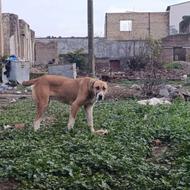 سگ نر و ماده