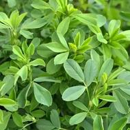 یونجه و خسیل و جو و گندم