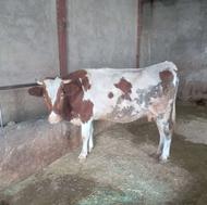 فروش گاوه ابستن جوان درجه یک