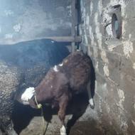 گاو گوساله سیمینتال قرمز