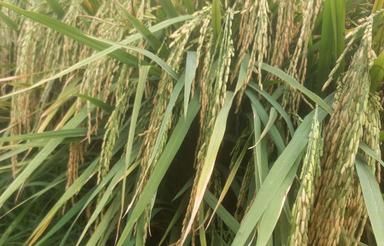 فروش زمین کشاورزی 6000 متردر کارتیچکلا