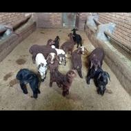 1بره شیرخوار میخواهم