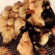 جوجه اردک خارجی یا اسراییلی