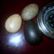 سه تاسنگ خاص وباارزش