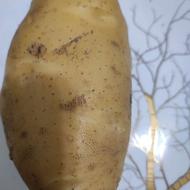 سیب‌زمینی جیلی