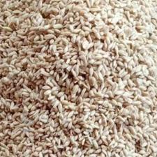 تخم نارنج برای بزر