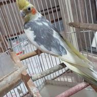 طوطی عروس نر