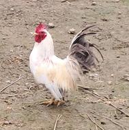 خروس مینیاتوری اصل معاوضه با کبوتر. مرغ عشق‌.فنچ . طوطی عروس