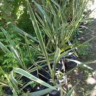 گل کنف نایلکس بزرگ