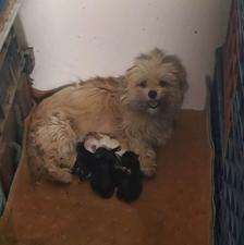 سگ پاکوتاه اصیل واگذاری