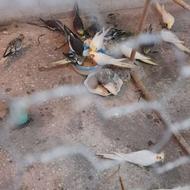 طوطی عروس تازه دونخور