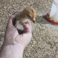 جوجه گوشتی تخمگذار