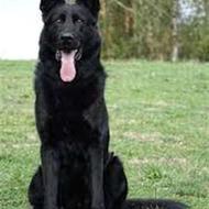 پذیرش واگذاری سگ ژرمن توله رایگان نیازمندم