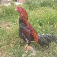 خروس لاری نسل