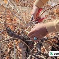 هرس کاری باغ