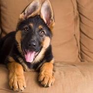 سگ توله ژرمن رایگان نیازمندم