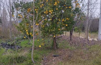 2000 متر زمین کامل در بافت با امتیاز آب برق گاز و چاه