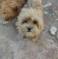 سگ شیتزو اصیل واگذار