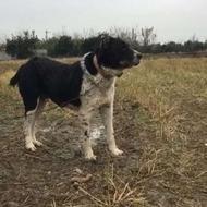  واگذاری قدرجونی 2نیم سال 6 انگشت