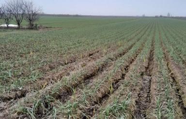 سیر سبز بذر گوگان